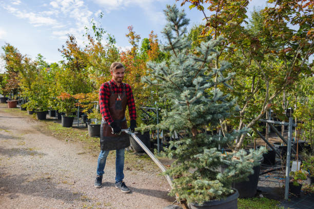 Lawn Watering Services in Coronita, CA